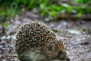 pexels-ekamelev-2923830