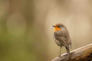 pexels-picturesaddict-28973289